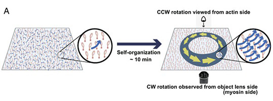 CHIBADAI NEXTに、生物学研究部門 伊藤　光二准教授の記事（英語版）が公開されました。