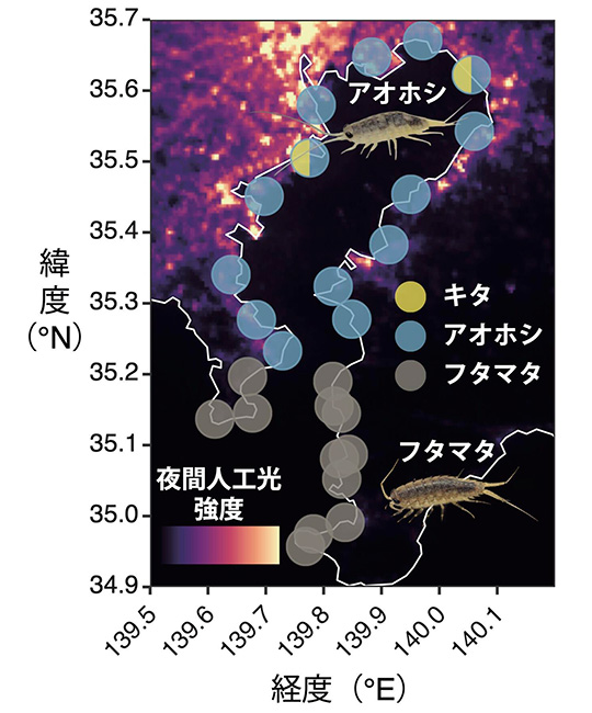 千葉大学国際高等研究基幹 佐藤大気特任助教は、都市特有の沿岸環境がフナムシ類の分布や⾏動にどのような影響を及ぼすかを明らかにするため、東京湾全域においてフィールド調査と遺伝的解析、室内での飼育・⾏動実験を⾏いました。